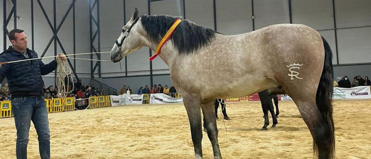 Potro ganador en la sección de 3 años en la categoría de pura raza española, hijo de “Yucatán”, de Sergio Ramos.| LNE