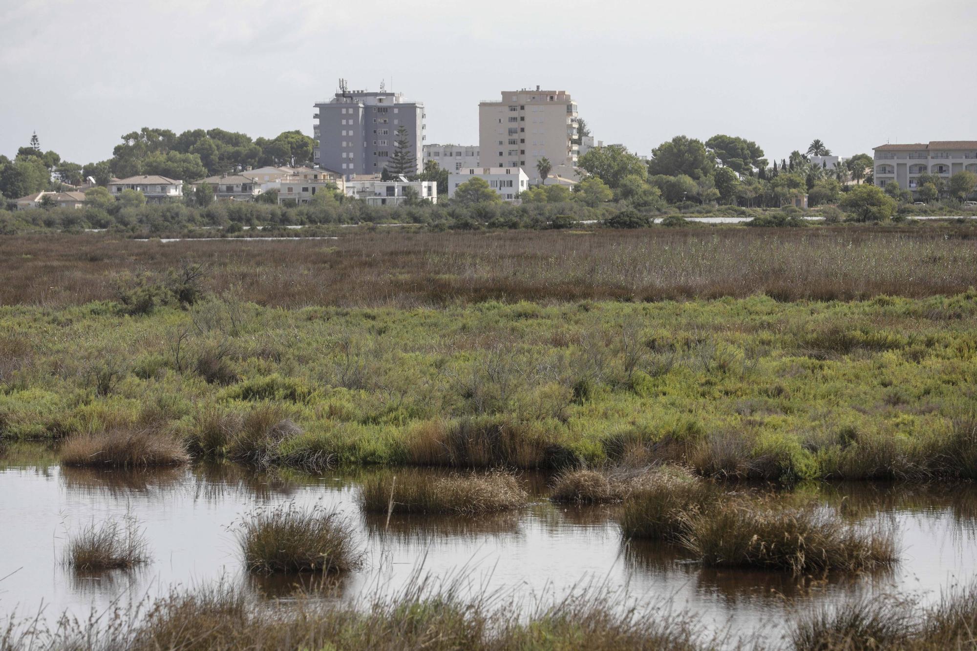 S’Albufera de Mallorca agoniza: Ganan los intereses hoteleros y agrícolas