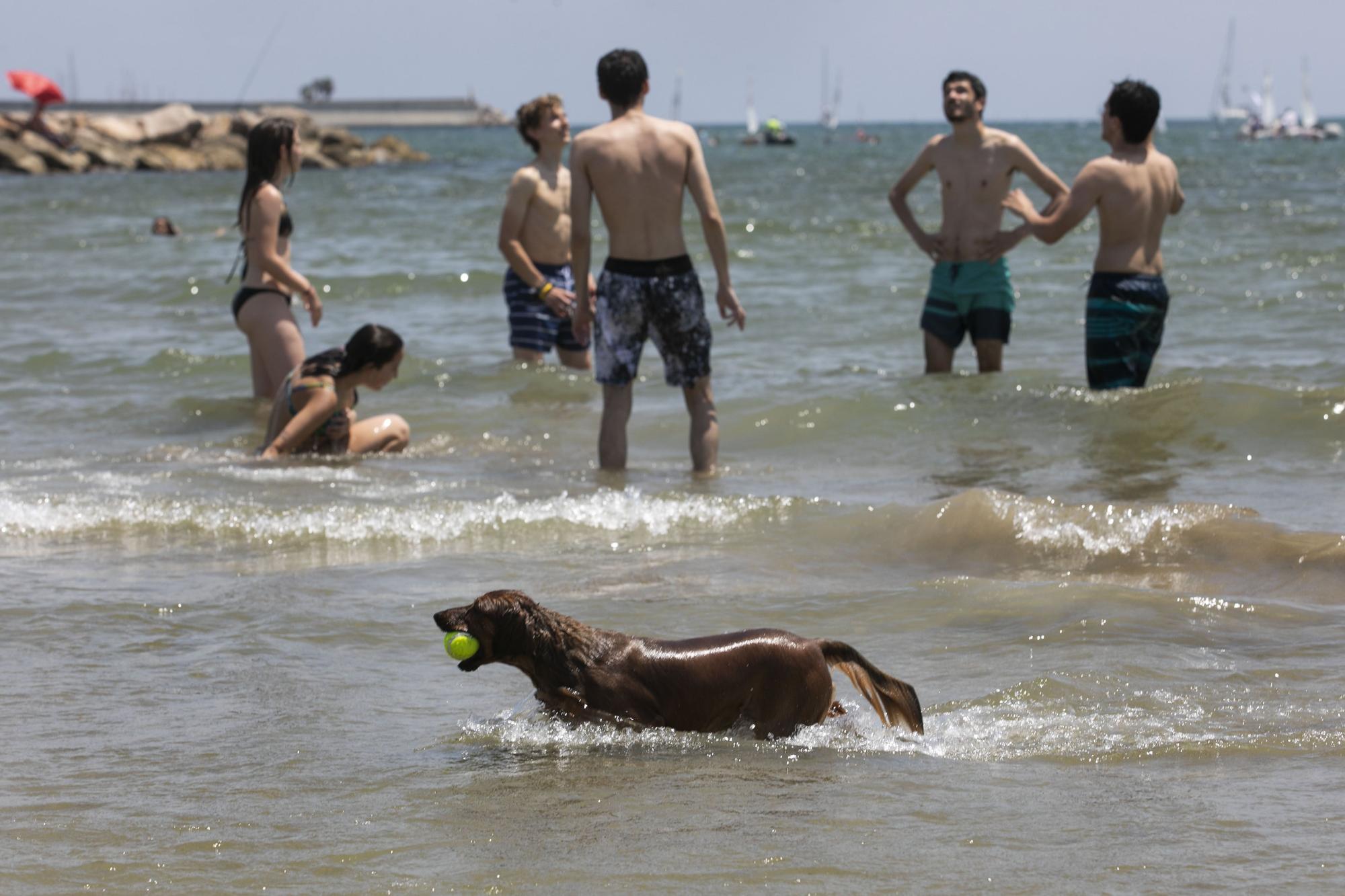 Playa canina de Pinedo