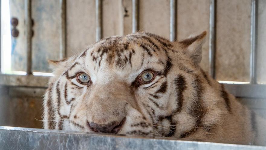 AAP Primadomus rescata al último tigre de circo que quedaba en Portugal