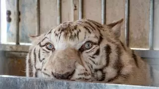 Villena recibe a Sona, el último tigre de circo de Portugal
