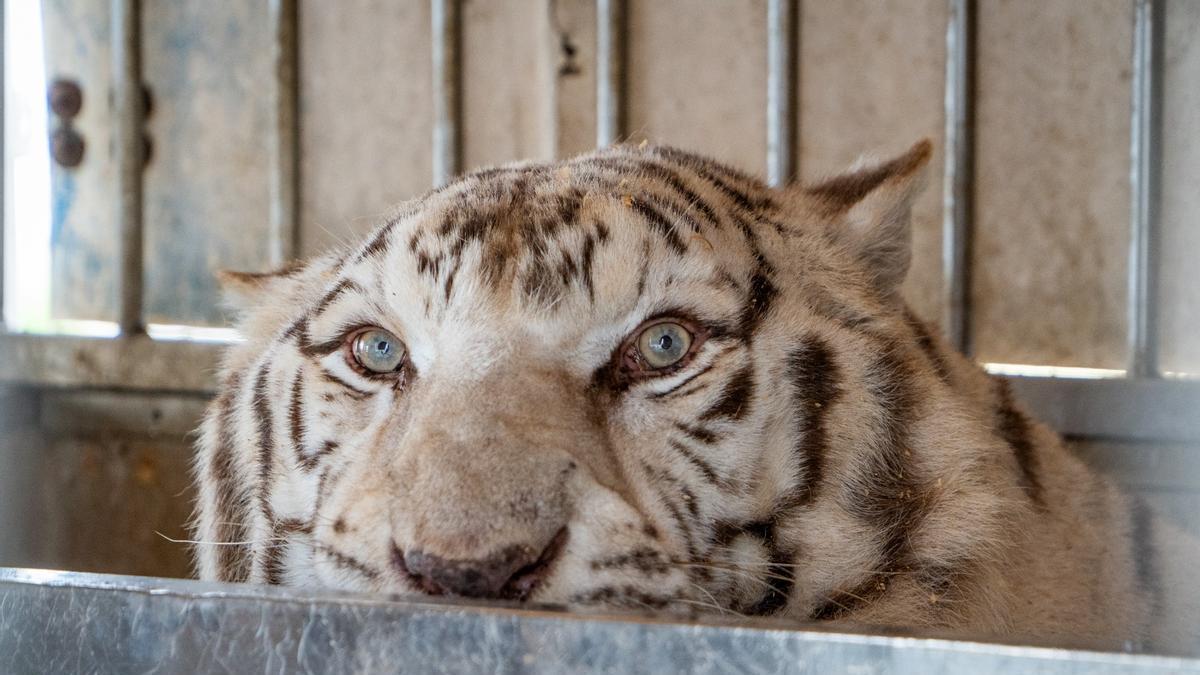 AAP Primadomus rescata al último tigre de circo que quedaba en Portugal