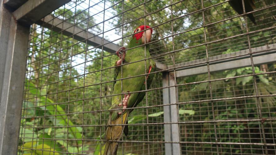 Las mascotas de origen salvaje amenazan la salud humana y la conservación de las especies