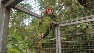 Las mascotas de origen salvaje amenazan la salud humana y la conservación de las especies