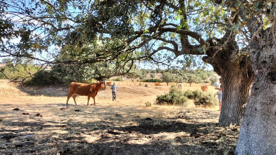 El impacto de EHE crece en las ganaderías de Zamora: 74 vacas muertas y casi 1.500 enfermas