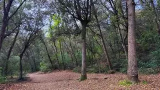 Top 3 de excursiones más bonitas de Collserola para aprovechar el sol de invierno