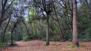 El bosque Gran de Can Catà, en Cerdanyola.