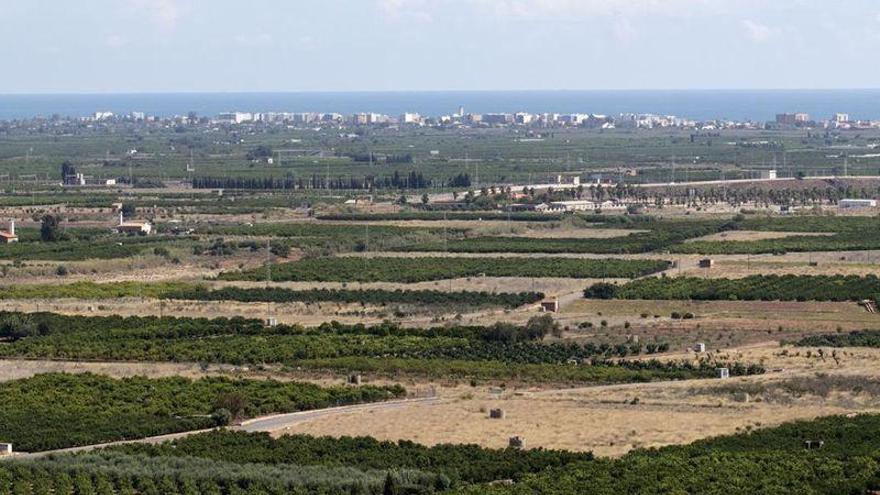 El cultivo de clemenules pierde en un año en Castellón el equivalente a 700 campos de fútbol