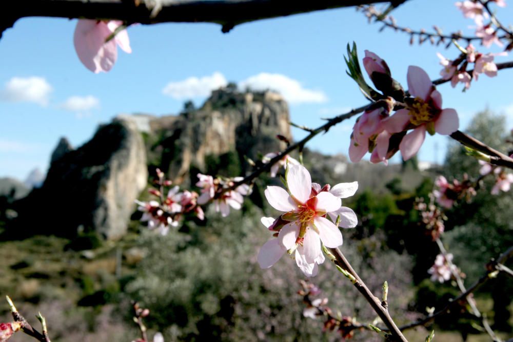 El Castell de Guadalest con almendros en flor