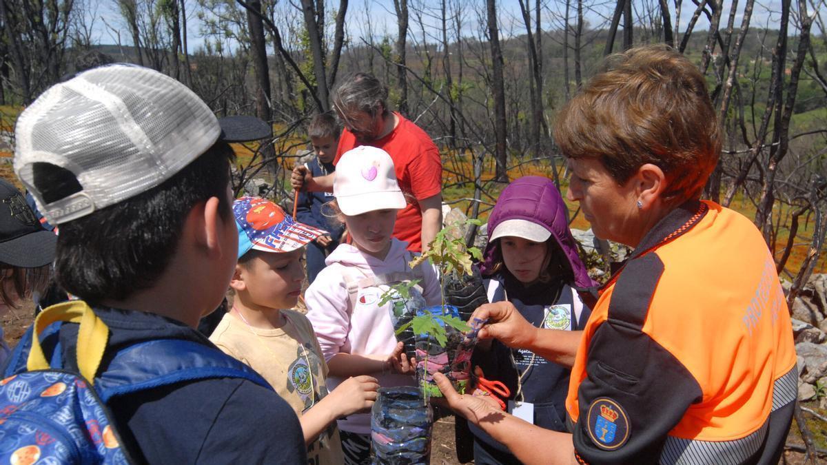 Estudiantes del CEIP de Agolada, en mayo, en una jornada de reforestación de los montes de O Sexo.