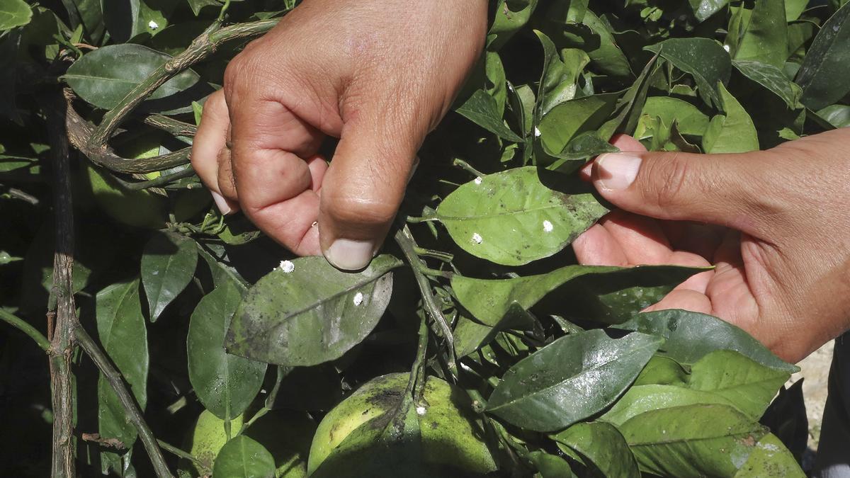 Plaga que afecta a los cítricos