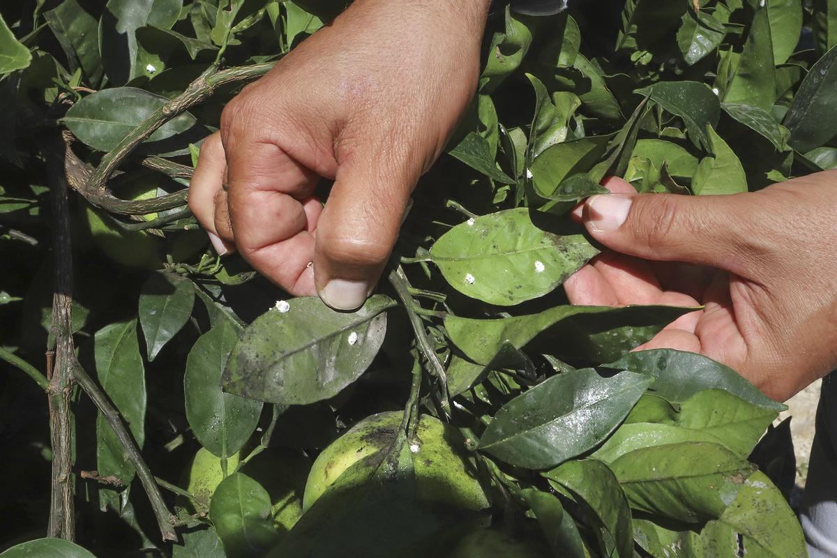 Plaga que afecta a los cítricos
