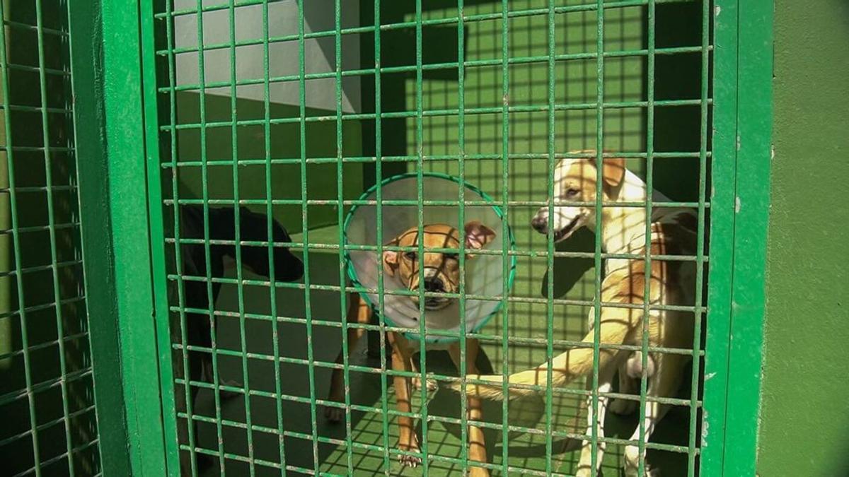 Perros pendiente de adopción en el Centro de Protección Animal de Arrecife.