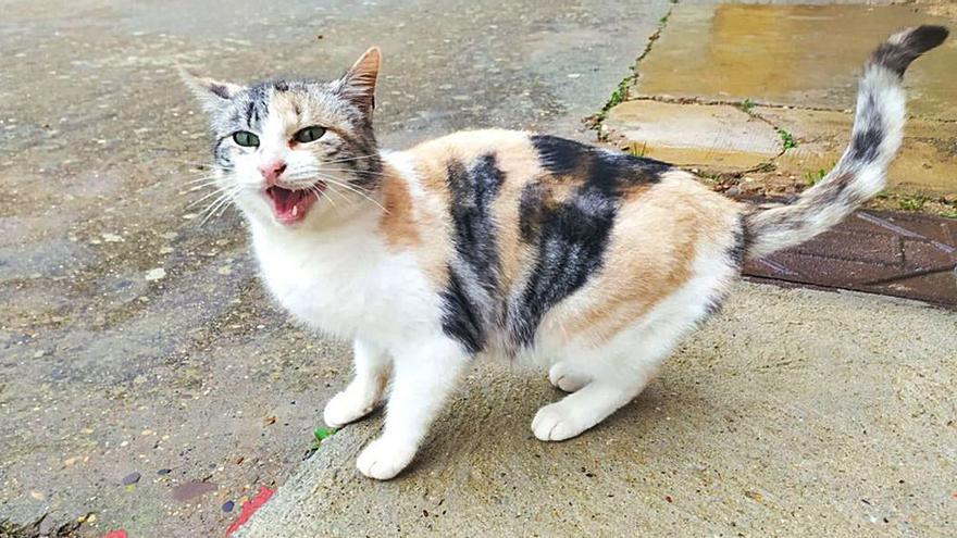 Uno de los felinos que viven en las calles de Villabrázaro. | E. P.