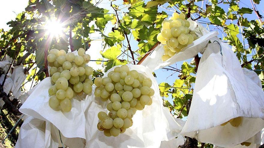 Los agricultores piden justicia a las bodegas por los precios de la uva