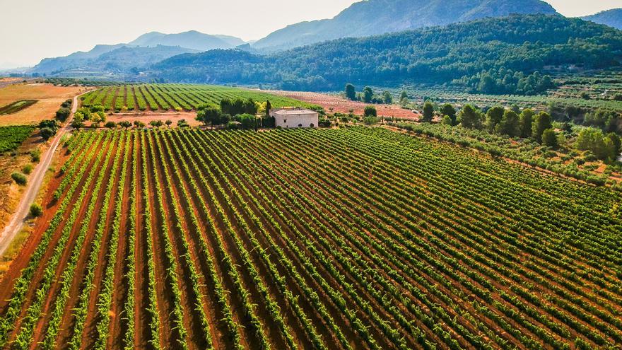 La finca Cor de Vi de las bodegas Luis Corbí se encuentra en el municipio de Requena.