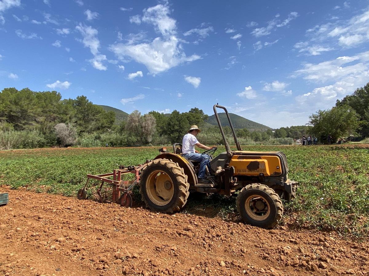 Galería: Así ha sido la presentación de la campaña de la 'patata vermella eivissenca' en Es Figueral Galería: Así ha sido la presentación de la campaña de la 'patata vermella eivissenca' en Es Figueral