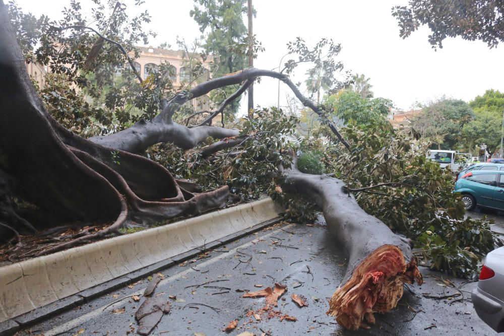 Incidencias de la borrasca Ana en Málaga capital