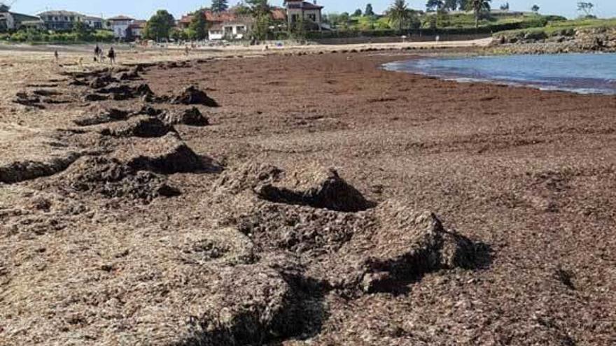 La playa de La Isla, llena de ocle.