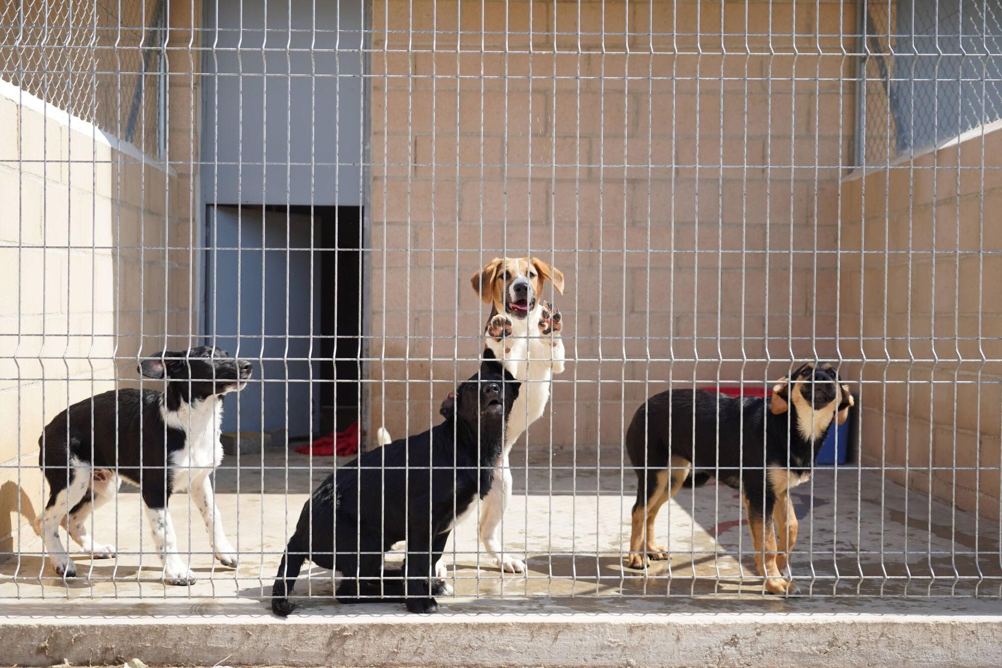 Visita a las instalaciones del nuevo Centro de Protección Animal