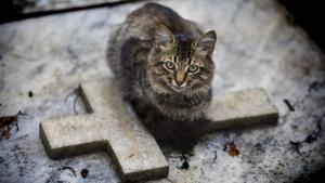 Un gato, sobre un nicho de un cementerio.