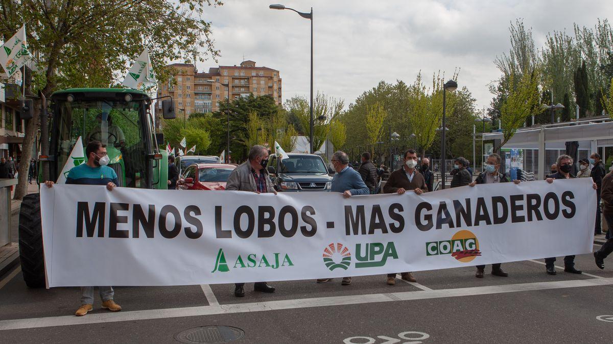 Manifestación en Zamora contra la nueva gestión del lobo.