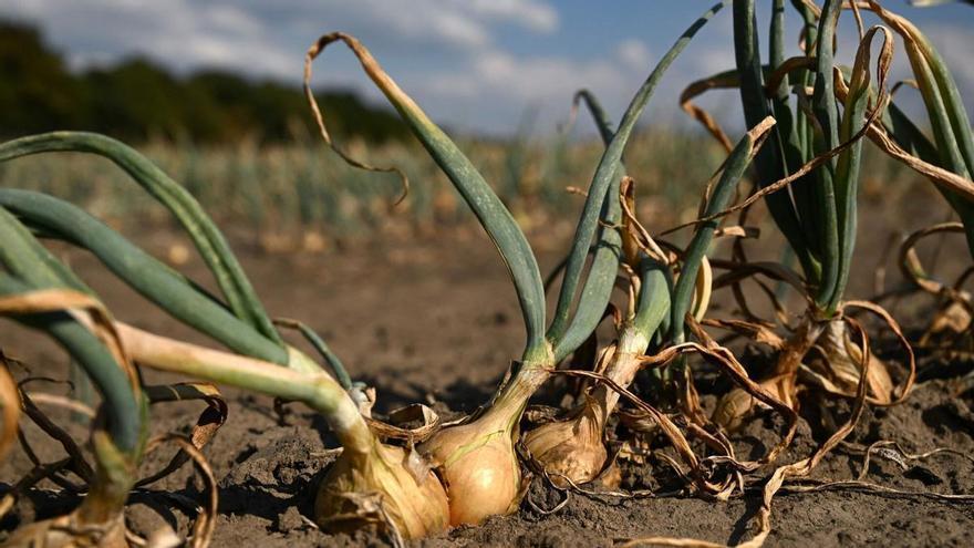 El Niño amenaza con encarecer hasta un 15% las materias primas alimentarias y agravar los extremos climáticos