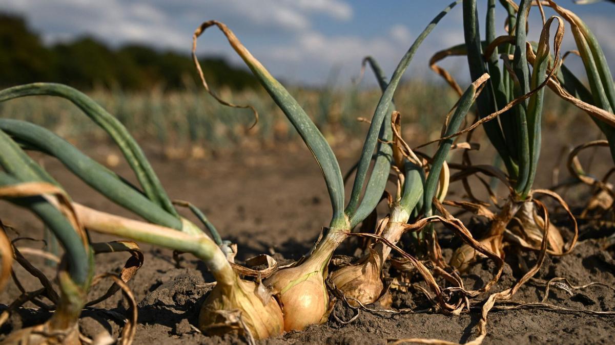 EL NIÑO | El Niño amenaza con encarecer hasta un 15% las materias primas alimentarias y agravar los extremos climáticos