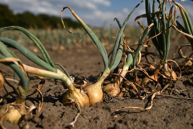 El Niño amenaza con encarecer hasta un 15% las materias primas alimentarias y agravar los extremos climáticos