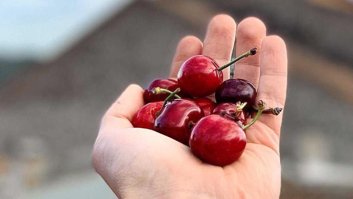 Las cerezas, las protagonistas de la feria que se celebra este fin de semana.