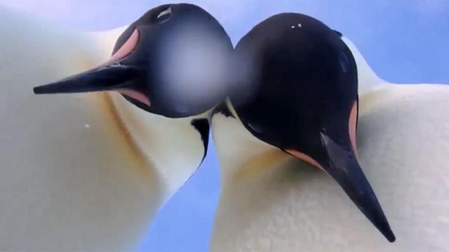 Dos pingüinos se hacen en la Antártida el &#039;selfie&#039; animal más viral del año