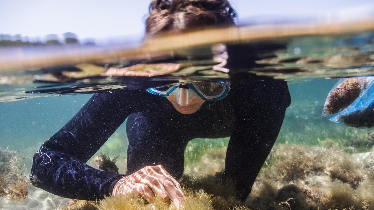 Restauración de praderas de posidonia y bosques de algas en Cala Reina y Portocolom.