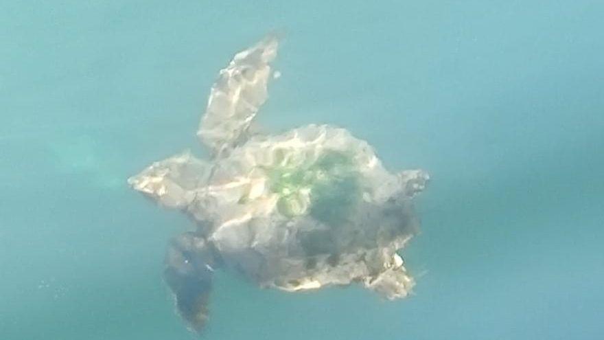 Rescatan una tortuga marina entre los pantalanes del puerto de Candás