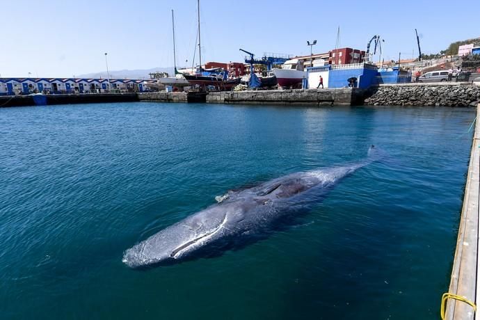 TELDE  13-03-19   TELDE. Localizan a una ballena cachalote hembra de nueve metros muerta flotando en la costa de Telde, la cual fue trasladada hasta el muelle de Taliarte a la espera de sus traslado al vertedero de Juana Grande donde le practicaran la necropsia. FOTOS: JUAN CASTRO