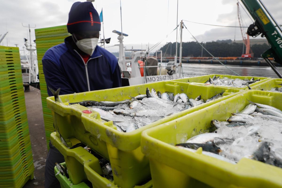 Una descarga de sardinas en el muelle pesquero de Avilés, en una imagen de archivo.
