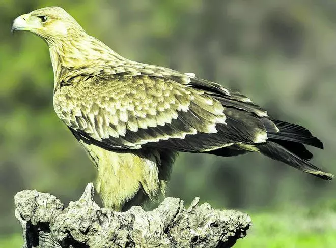 Podria tornar l’àguila imperial a Castelló després de més de dos segles extingida?