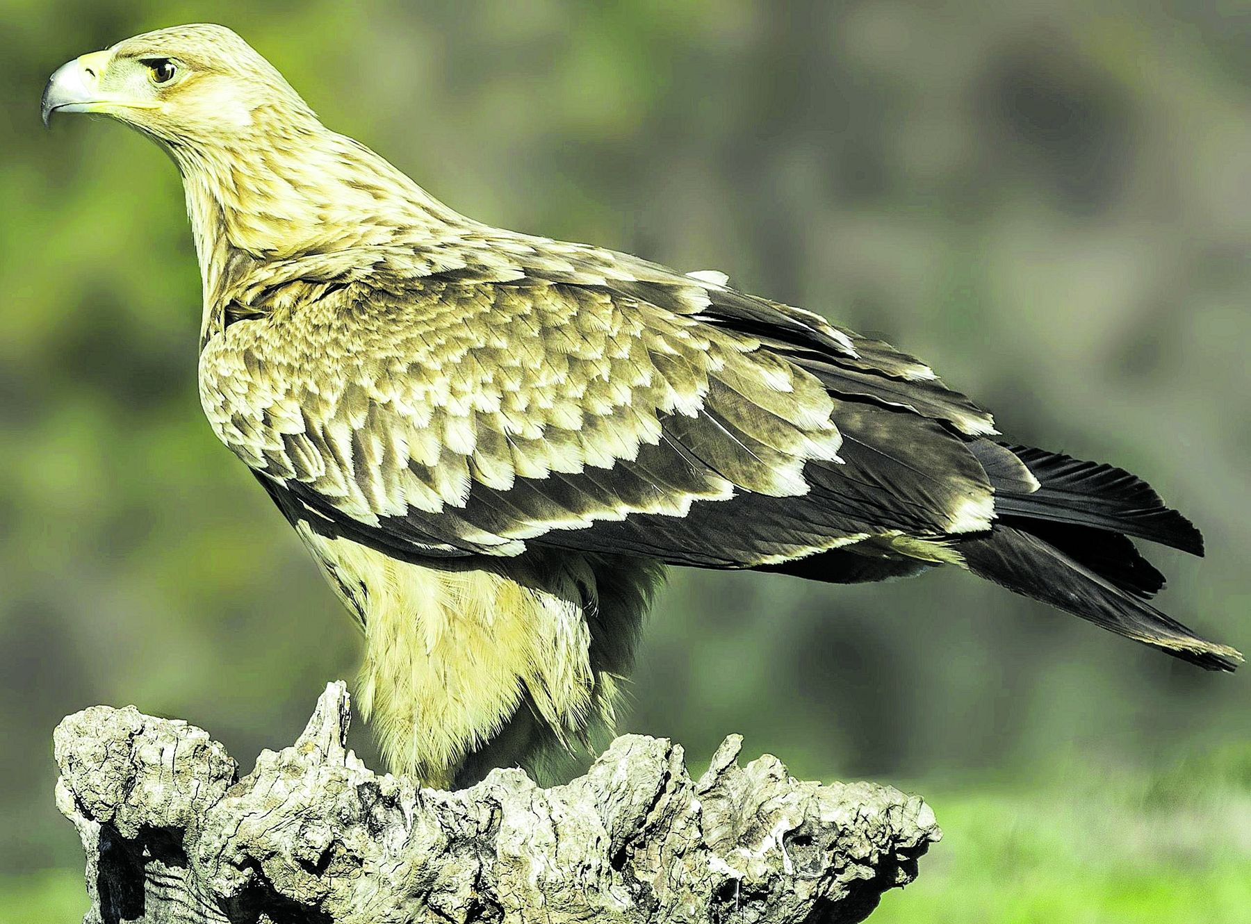 L’àguila imperial ja habitava el territori valencià.