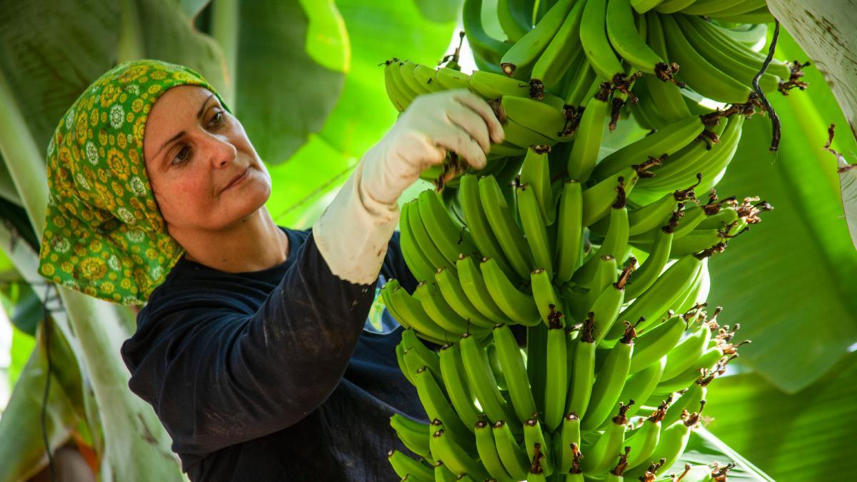 Trabajadora cuidando una platanera.