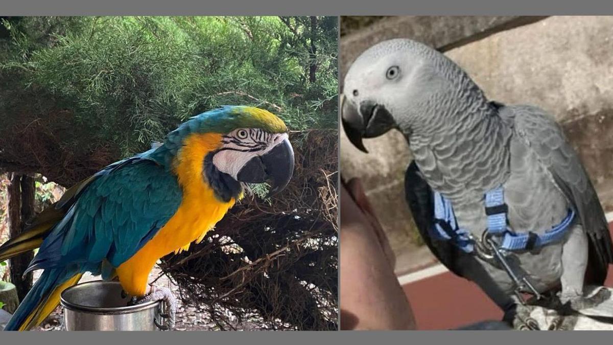 El guacamayo y el loro que se perdieron en Vigo.