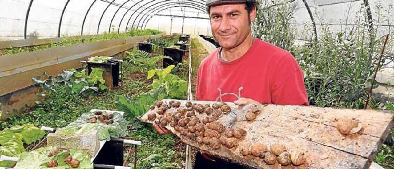 Las granjas de caracoles permiten disponer de este producto todo el año.