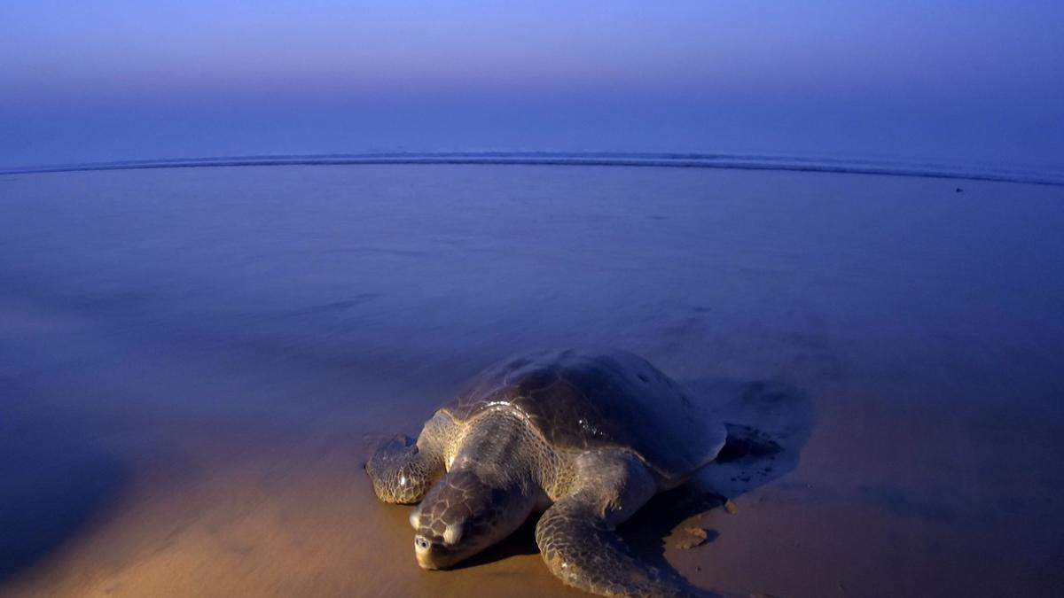 Una tortuga olivácea o golfina, la más pequeña de las tortugas marinas, en la playa india de Rushikulya, este jueves.