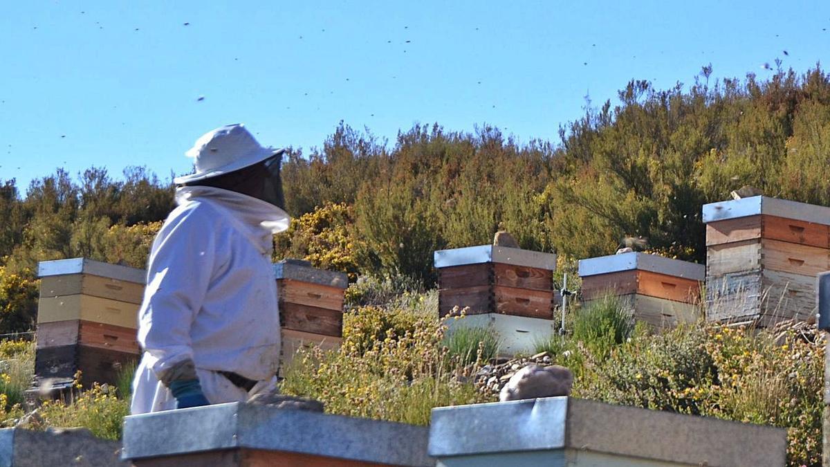 Apicultores trabajando en un colmenar de la comarca de Sanabria. | A. S.