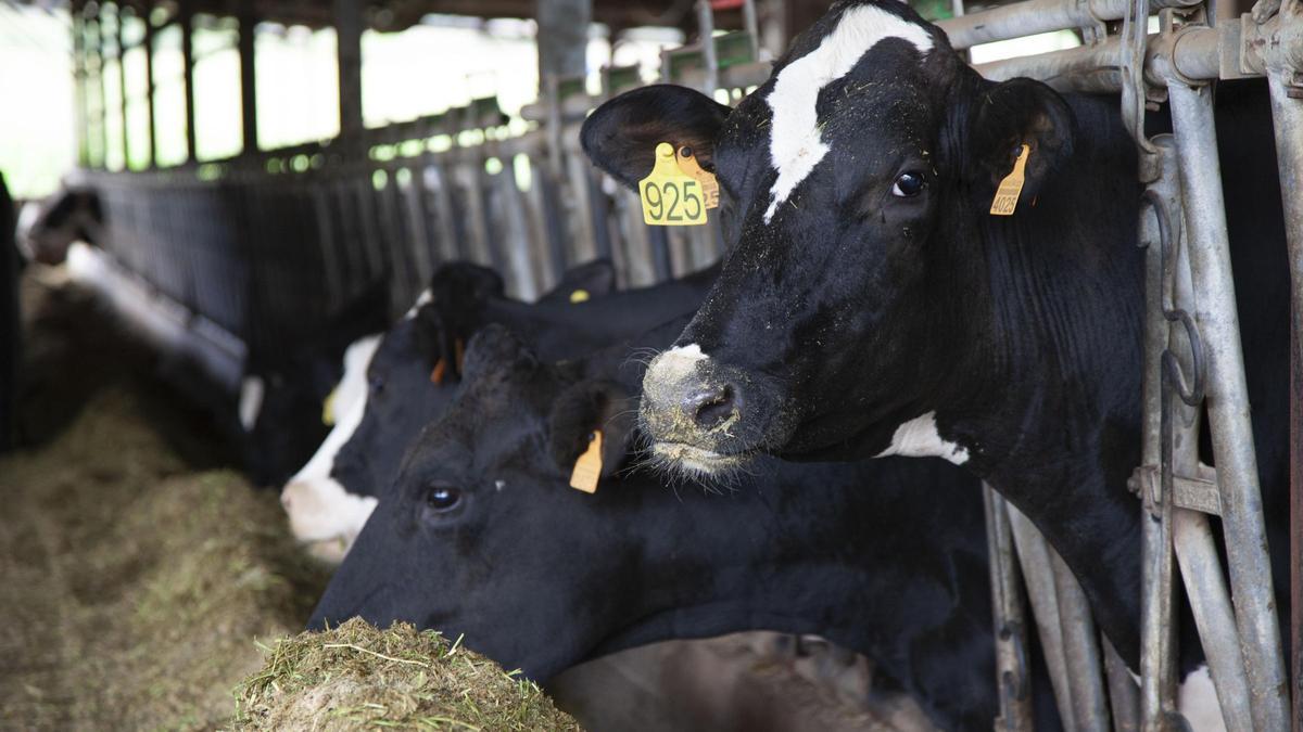 El sector lácteo fue el primero en implantar la contratación. Imagen de archivo de unas vacas.