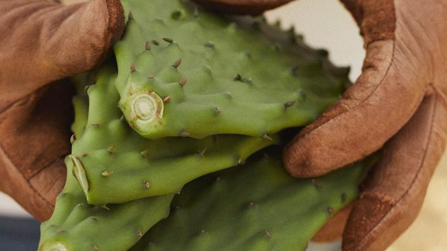 Una conocida firma de cosmética de lujo usa tuneras canarias para elaborar productos destinados a cuidar la piel
