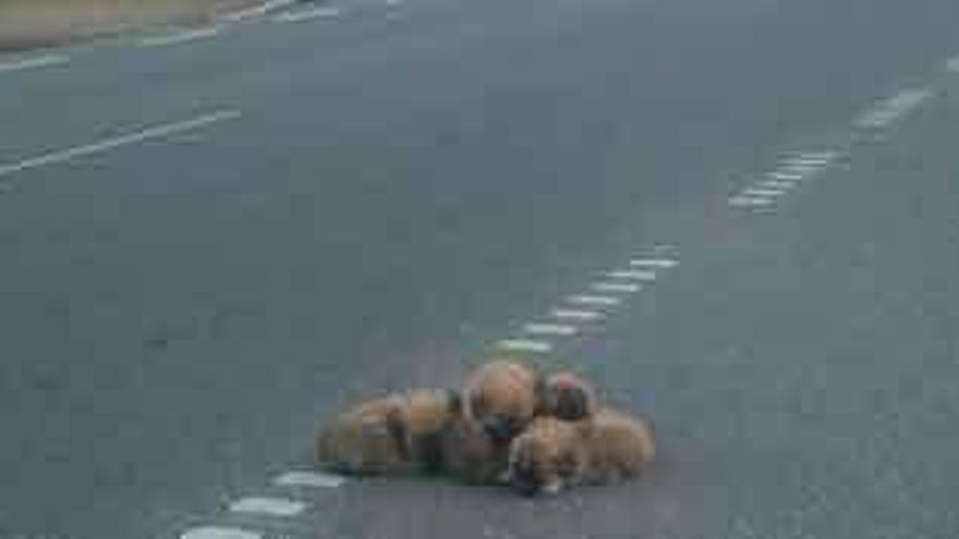 La camada de perros que apareció en la carretera N-525, a la salida de Camarzana