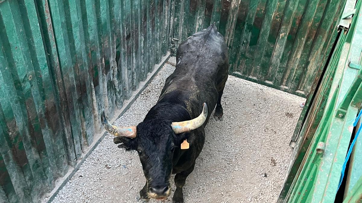 El toro que se desplomó, en el corral y ya recuperado.