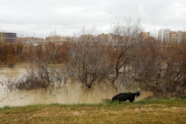 Fotogalería: Crecida en el río Ebro