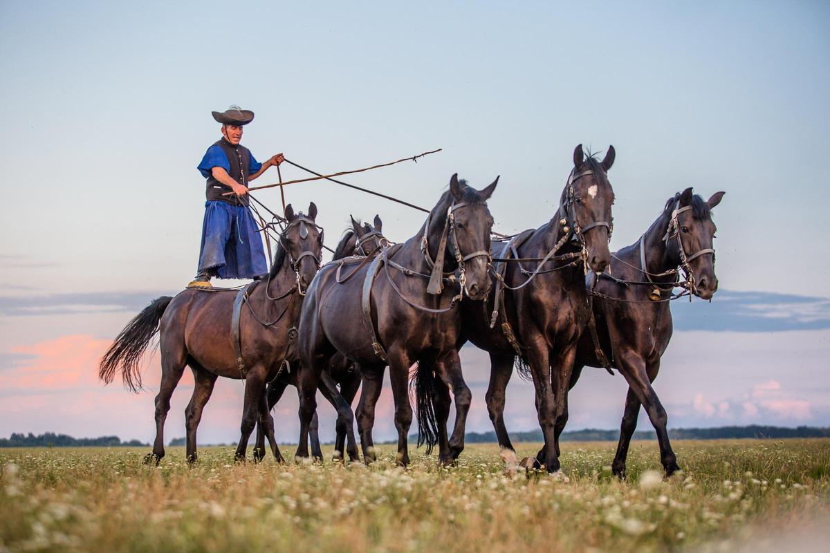 El Parque Nacional de Hortobágy, la Gran Llanura Húngara es conocida por sus caballos