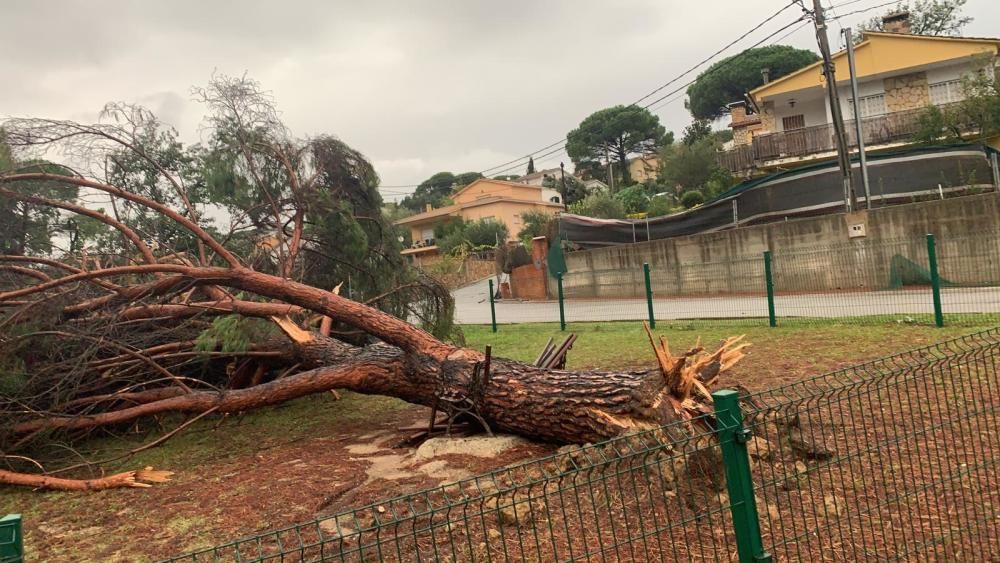 Destrosses a Riells i Viabrea per un possible cap de fibló