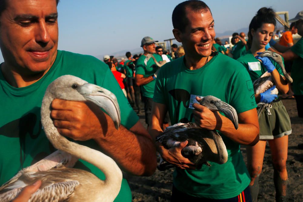 Volunteers hold flamingo chicks before fitting ...